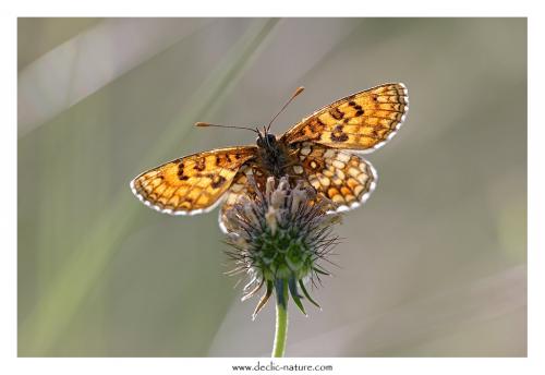 Melitaea athalia celadussa