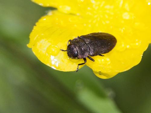 Anthaxia helvetica