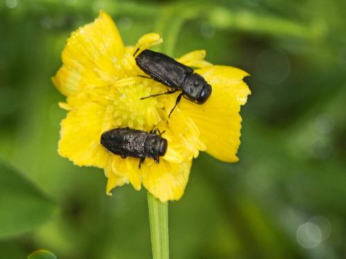 Anthaxia quadripunctata