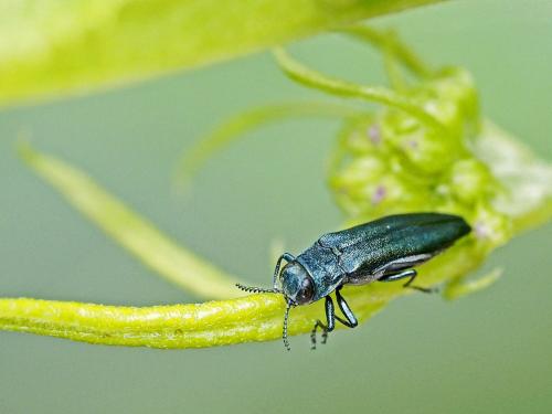 Réf. 143 689 : Agrilus sp.