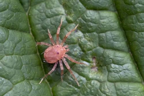 Anystis sp.