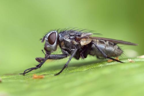 Pollenia sp.
