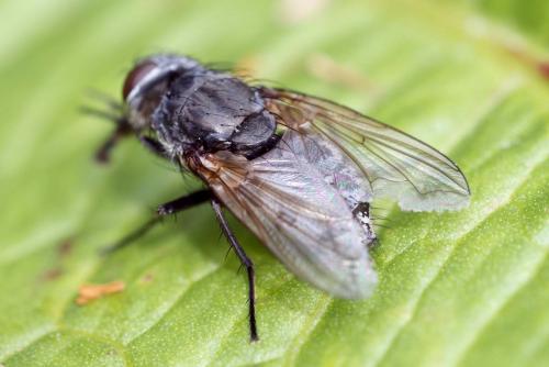 Pollenia sp.