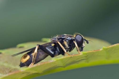 Réf. 143 362 : Xylota sylvarum