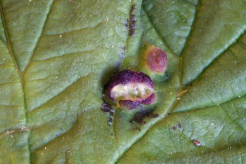 Aceria macrochela