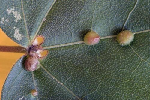 Réf. 143 811 : Aceria macrochela