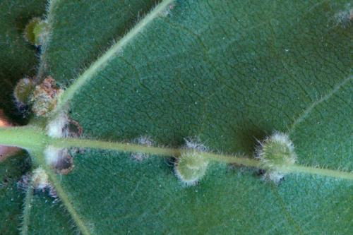Aceria macrochela