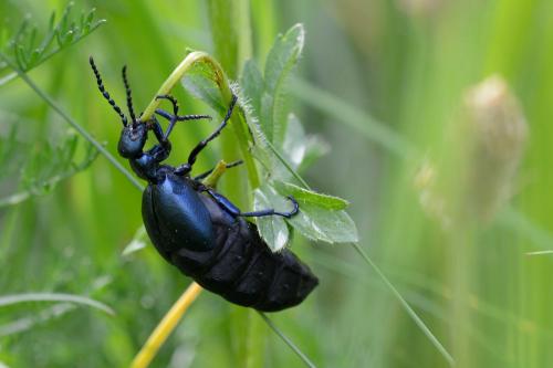 Meloe violaceus