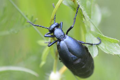 Réf. 143 163 : Meloe violaceus
