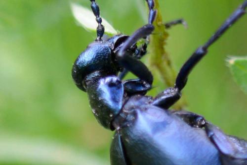 Meloe violaceus