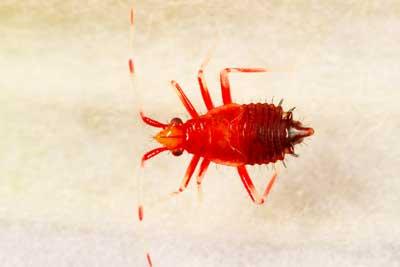 Réf. 143 307 : Deraeocoris ruber