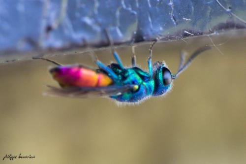 Réf. 143 355 : Chrysis sp.