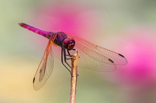 Trithemis annulata
