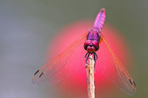 Trithemis annulata