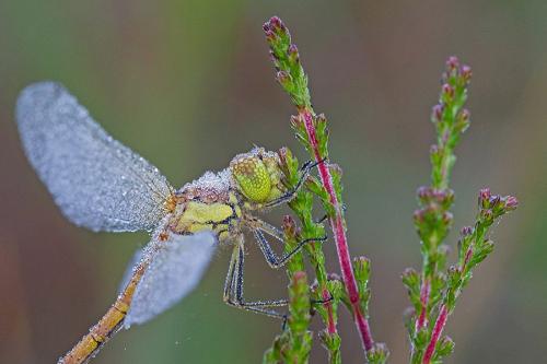 Sympetrum striolatum