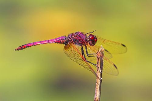 Réf. 143 409 : Trithemis annulata