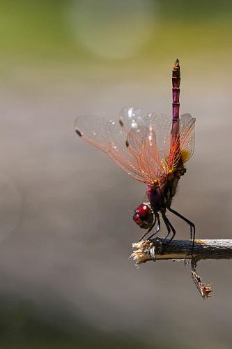 Trithemis annulata