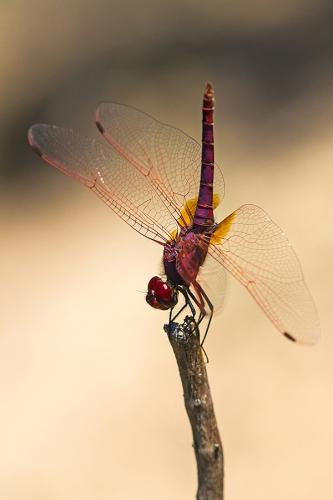 Réf. 143 549 : Trithemis annulata