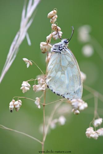 Melanargia galathea