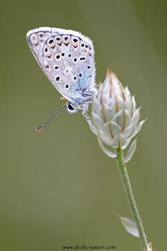 Polyommatus escheri
