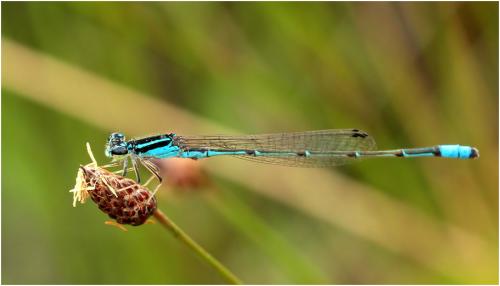 Acanthagrion cuyabae