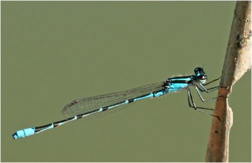 Acanthagrion cuyabae