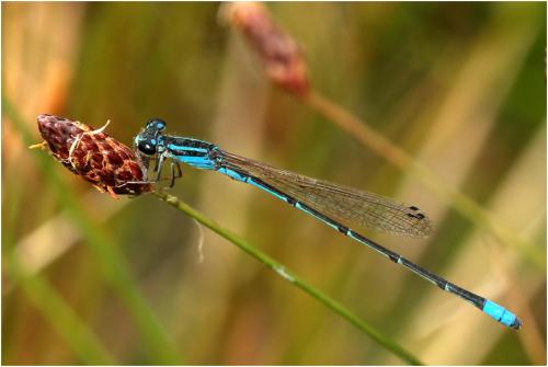 Acanthagrion cuyabae