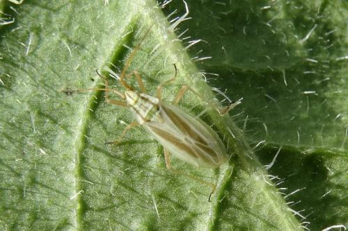 Réf. 143 414 : Acetropis gimmerthalii