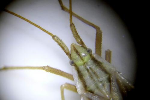 Acetropis gimmerthalii