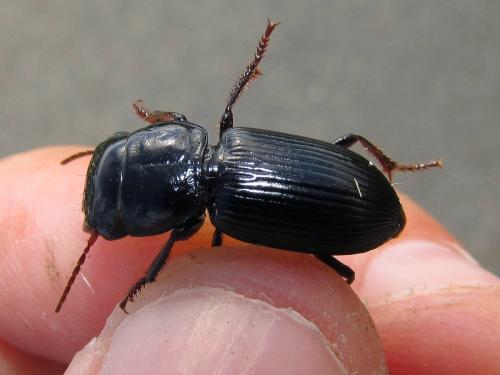 Acinopus megacephalus