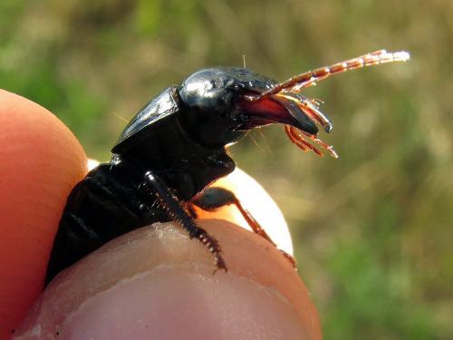 Acinopus megacephalus