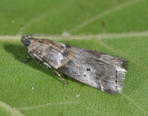 Réf. 143 498 : Acrobasis consociella
