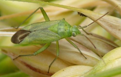 Closterotomus norwegicus