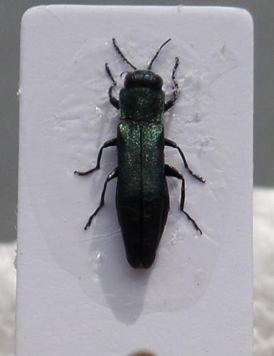 Agrilus sp.