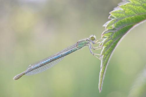 Erythromma lindenii