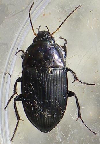Réf. 143 790 : Amara ovata