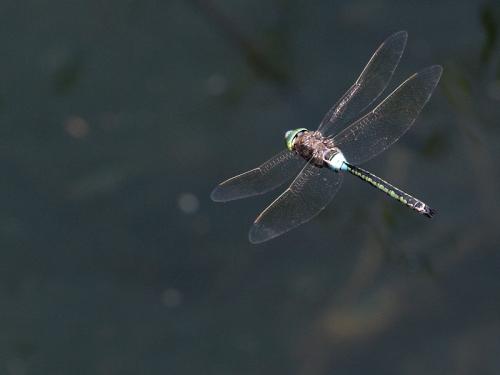 Réf. 143 329 : Anax parthenope