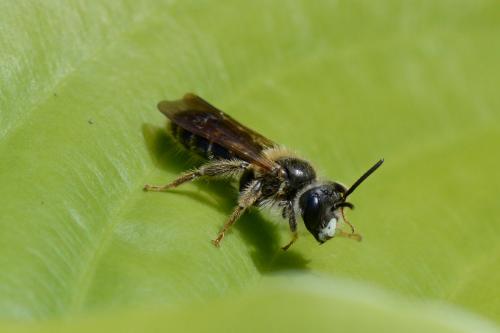Andrena hattorfiana