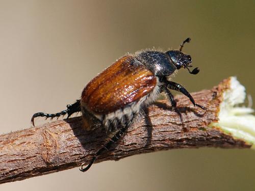 Anisoplia remota