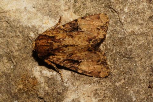 Réf. 143 989 : Apamea epomidion