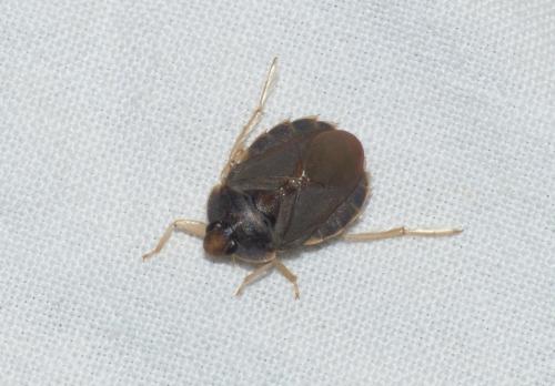 Aphelocheirus aestivalis