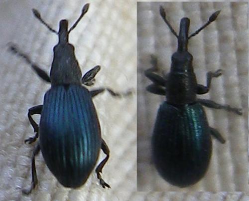 Perapion sp.