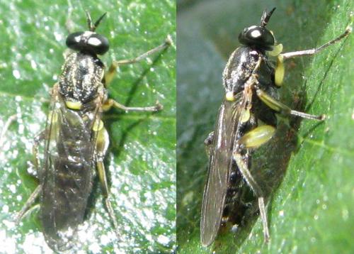 Réf. 143 650 : Solva marginata