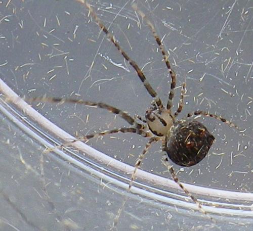 Ero aphana