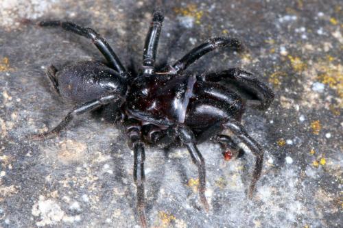Réf. 143 672 : Atypus piceus
