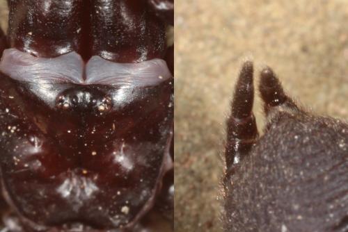 Réf. 143 674 : Atypus piceus