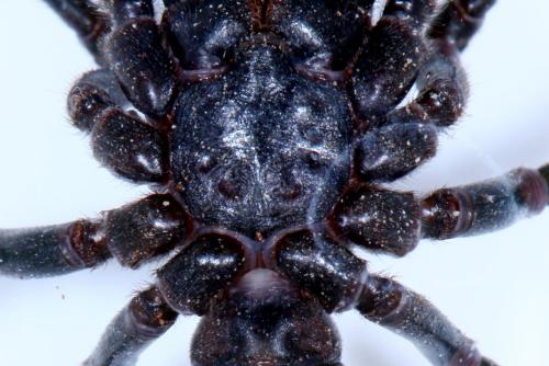 Réf. 143 673 : Atypus piceus