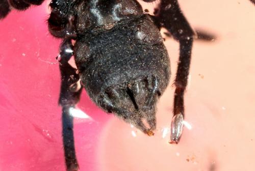 Réf. 143 721 : Atypus piceus