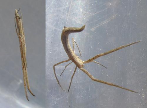 Miagrammopes sp.