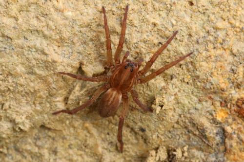 Trochosa robusta